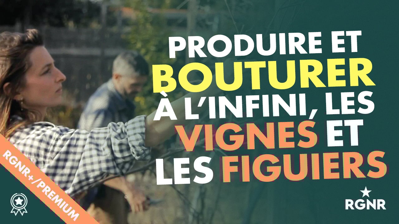 Vignette BOUTURE VIGNES FIGUIERS