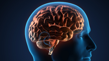 barriere-hemato-encephalique-cerveau-thierry-casasnovas